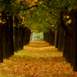 walk through a calm forest